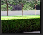 Hedges
