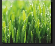 Cutting the lawn
