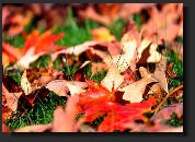 Leaf clean up
