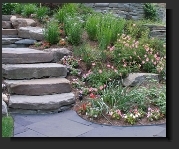 Plants & Borders
