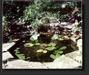Ponds